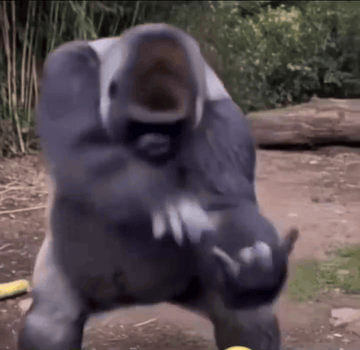 Dancing Gorilla animated GIF meme template
