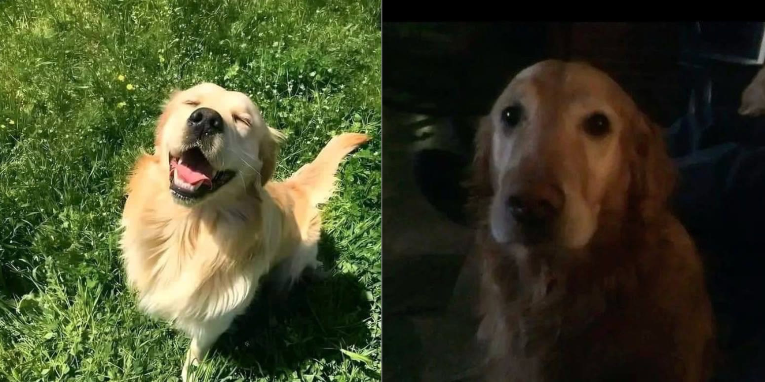 Happy Dog Sad Dog blank meme template